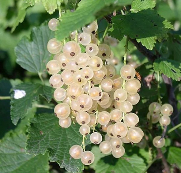 Смородина белая 'Баяна'